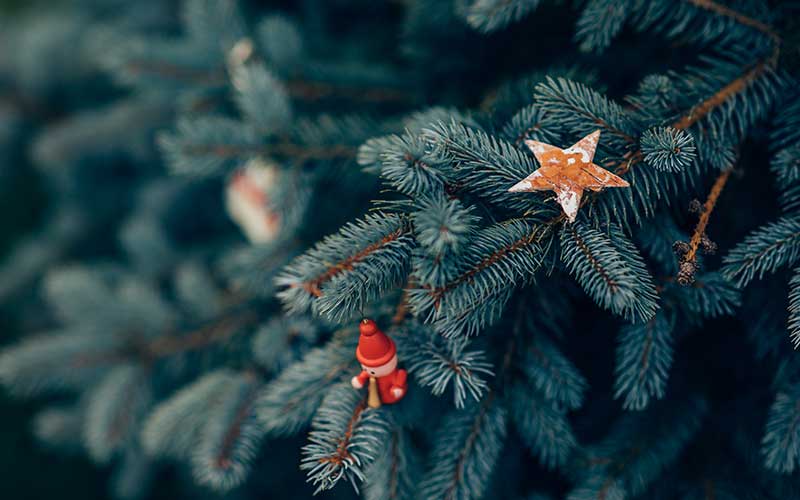 Dein nachhaltiger Weihnachtsbaum