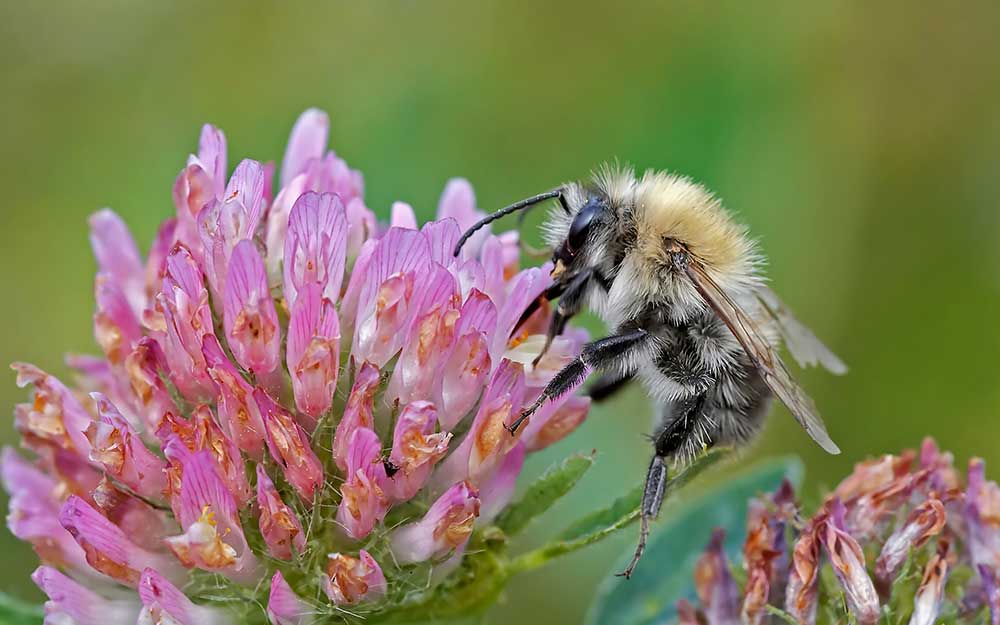 Bienen retten – 5 Möglichkeiten, um den fleißigen Bienchen zu helfen